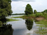 Lake Tsala Apopka in Citrus County,Florida, a chain of lakes from from sinkholes