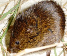 Florida salt marsh vole, an endangered animal in the state of Florida