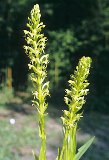 water-spider orchard plant, found in florida rivers and lakes