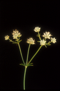 Snakeroot, or Wedgeleaf Eryngium, an endangered plant in Florida