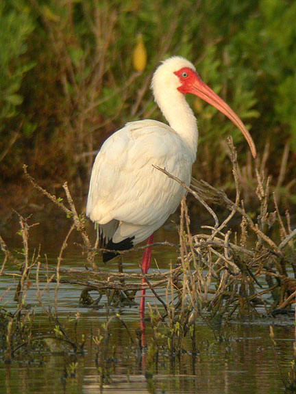 white ibis