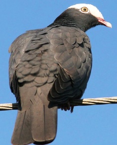 white crowned pidgeon bird found in south Florida