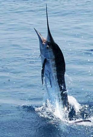 white marlin, a Florida billfish