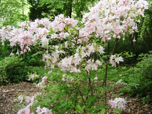 wild azalea growing in the Florida hammocks