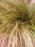 Florida native wire grass