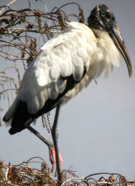 wwod stork bird found in Florida