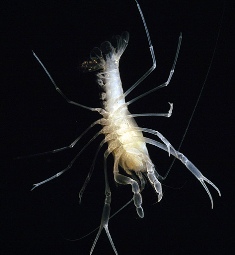 sims sink crayfish an albino crayfish found only in underwater caves in Florida