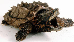alligator snapping tutle in Florida