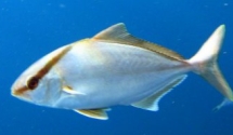Almaco Jack are salt water Florida fish common at 10-20 pounds.