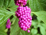 American Beautyberry bush native to Florida