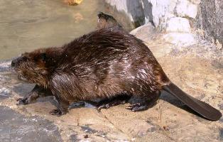 The American beaver is typically dark, reddish brown but varies from a yellowish brown to almost black.