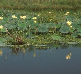 beautiful blooming anerican lotus found in many florida lakes