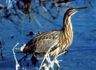 american bittern bird in Florida