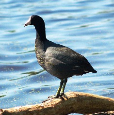 American Coot