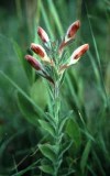 American chafseed, an endangered plant in Florida