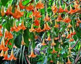 angels trumpet, a toxic plant in Florida