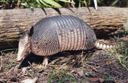 Florida nine banded armadillo