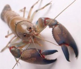 Australian crayfish, a Florida prohibited aquatic fish.