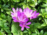 Autumn Crocus a poisonous plant in Florida