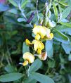 Avon Park Harebells, an endangered plant in Florida