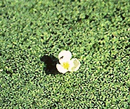 awl-leaf arrowhead plant found submersed along the florida coastlines