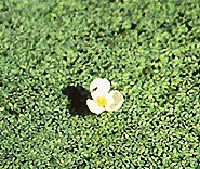 awl-leaf arrowhead plant found submersed along the florida coastlines