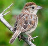 bachmans sparrow