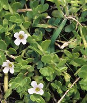 smooth water hyssop, common Floridian herb plant