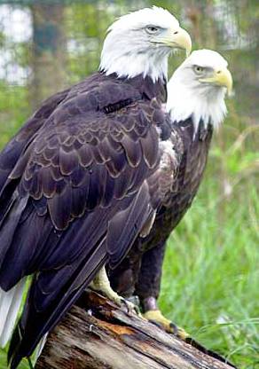 Birds of Prey in Florida