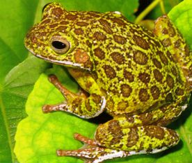 Florida barking treefrog