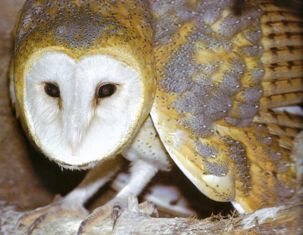 Floridian Nature Florida Owls