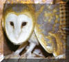 Florida barn owl