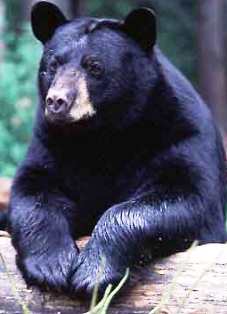 Florida black bear