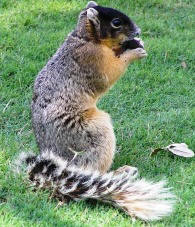 Big Cypress fox squirrel found in Florida