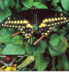 black swallowtail butterfly