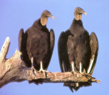 Florida black vultures