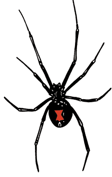 black widow spider found in Florida
