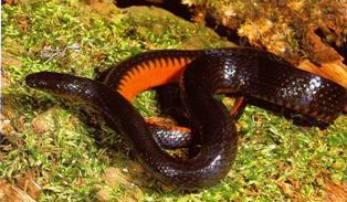 the black swamp snake is a florida non venomous snake