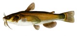 brown bullhead found in Florida lakes and streams