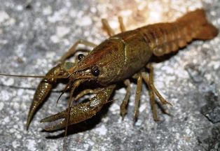 black creek crayfish