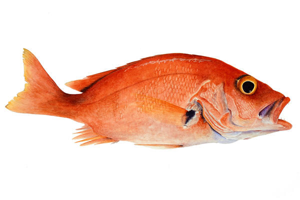 blackfin snapper found off the coast of Florida