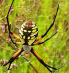 black and yellow argiope