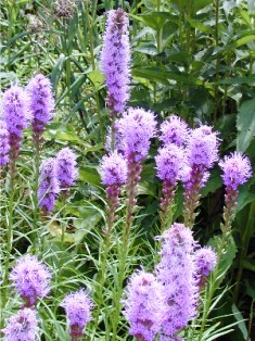 beautiful blazing star attracts butterflies in it's native Florida