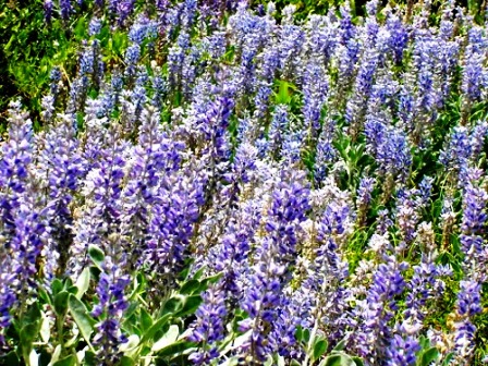 lupines growing wild in blue mountain beach Florida