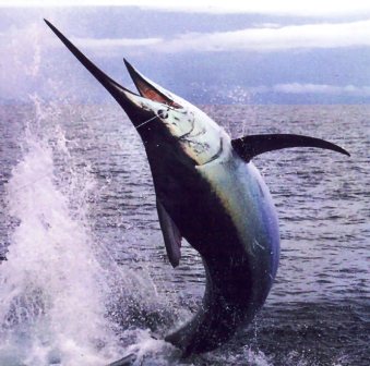 Florida blue marlin saltwater fish