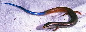 Florida bluetail mole skink