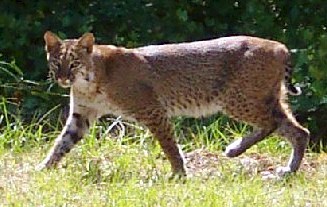 Florida bobcat, a native Floridian carnivore