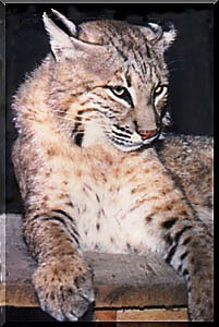 A Florida bobcat resting in Homosassa Springs Florida