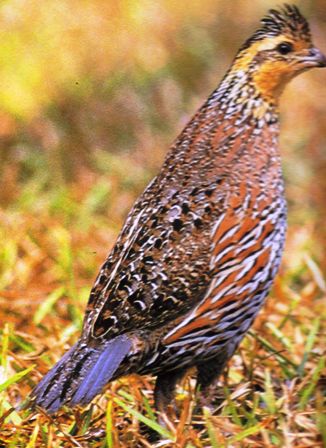 female northern bobwhite quail in Florida