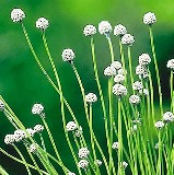 bog buttons found along the coast of rivers, streams ans lakes in Florida